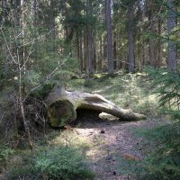 Комарово. Май :: Наталья Герасимова