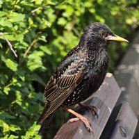 Скворец :: <<< Наташа >>>