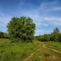 Зарисовки неюного натуралиста :: Андрей Лукьянов