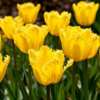 Цветы мая :: Ольга 