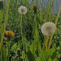 пора одуванчиков :: Галина R...