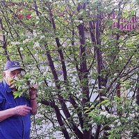 Июнь...У любимой черемухи! :: Владимир 