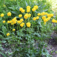 Купальница европейская :: Любовь Сахарова