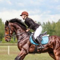 Конкур :: SanSan 