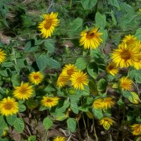 Подсолнухи :: Анатолий Чикчирный Подсолнухи :: Анатолий Чикчирный