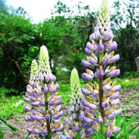 Люпины :: Людмила Смородинская Люпины :: Людмила Смородинская