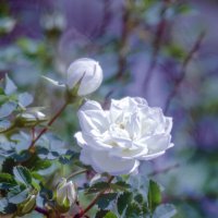 Трио :: Lyubov Busova