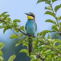 щурка :: юрий макаров щурка :: юрий макаров