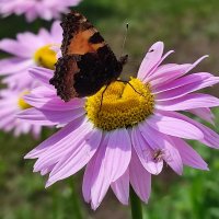 Лето :: Валентина Богатко 