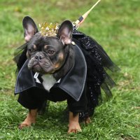 Москва. Парад французских бульдогов в усадьбе «Воронцово». Королевишна. :: Наташа *****