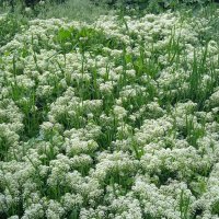 май :: Елена Шаламова