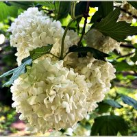 ****** :: Валерия Комова