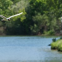 *** :: Владимир Безбородов