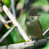 Камышовка :: Владимир Безбородов