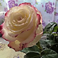 Роза :: Елена Семигина