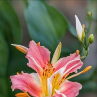 цветик :: Ольга Cоломатина