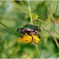 С Бронзовкой... :: Aleksandr Gal