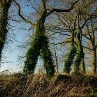 Зелёные великаны... :: Николай Гирш