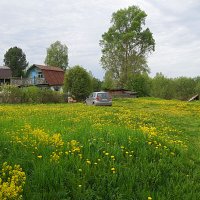 Когда цветут одуванчики :: Галина Кан