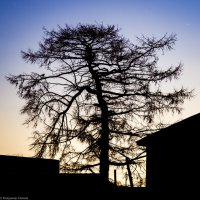 Старая сосна :: Владимир Калеев