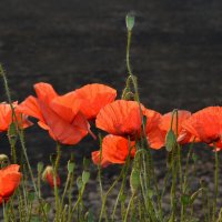 В поле, маки-самосейки, мотыльками красными горят... :: Надежда Куркина 