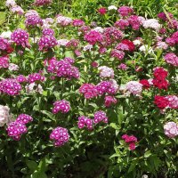 Россыпь гвоздик :: Freddy 97