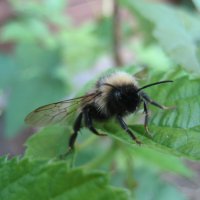 Шмель :: Anna Ivanova Шмель :: Anna Ivanova