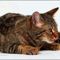 Европейская кошка :: Aleksey Afonin