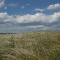 Ковыль. :: Виктор 
