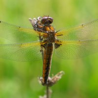 Стрекоза :: Alex Bush Стрекоза :: Alex Bush