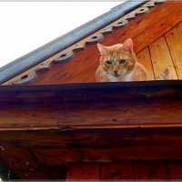 Боязнь высоты :: Сергей Швечков Боязнь высоты :: Сергей Швечков