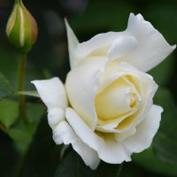 *** :: Надежда Куркина 