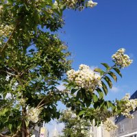 Лагерстрёмия полуребристая .Прогулка по Ашдоду! :: Светлана Хращевская Лагерстрёмия полуребристая .Прогулка по Ашдоду! :: Светлана Хращевская