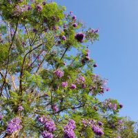 Жакаранда. Прогулка по Ашдоду! :: Светлана Хращевская