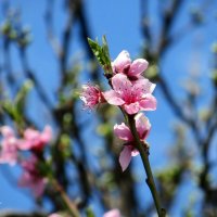 Персик цветёт... :: Татьяна Львова