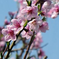 Персик цветёт... :: Татьяна Львова