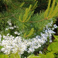 Ёлка в белом воротничке :: Светлана Ёлка в белом воротничке :: Светлана