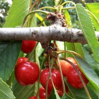 Вот и черешня! :: Наталья 