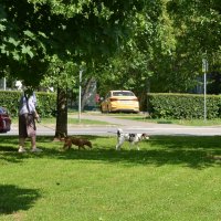 На прогулке :: Oleg4618 Шутченко