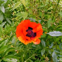 Аленький цветочек :: Нина Бутко Аленький цветочек :: Нина Бутко