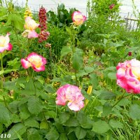 Цветы на газоне... :: Нина Бутко Цветы на газоне... :: Нина Бутко