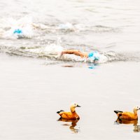 Утиные истории :: Александр 