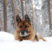 Моя Никуша (Ника) :: Рудаков Сергей 