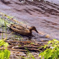 утка позирует. :: petyxov петухов