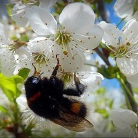 Труженик... :: Владимир Шошин