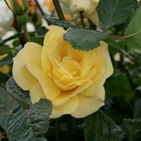 прикрылась от дождя :: Игорь Kуленко