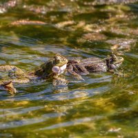 Про лягух :: Владимир Колесников