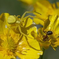 ... :: civettina ...