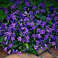 Летние этюды 6 :: Алексей Кузнецов