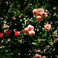 Летние этюды 9 :: Алексей Кузнецов